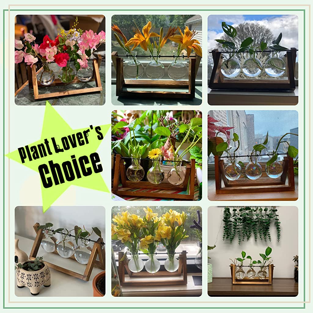 HASTHIP Hydroponics Glass Planter for Desktop Decor with 3 Bulb Vases and Wooden Stand | 11 in Wide