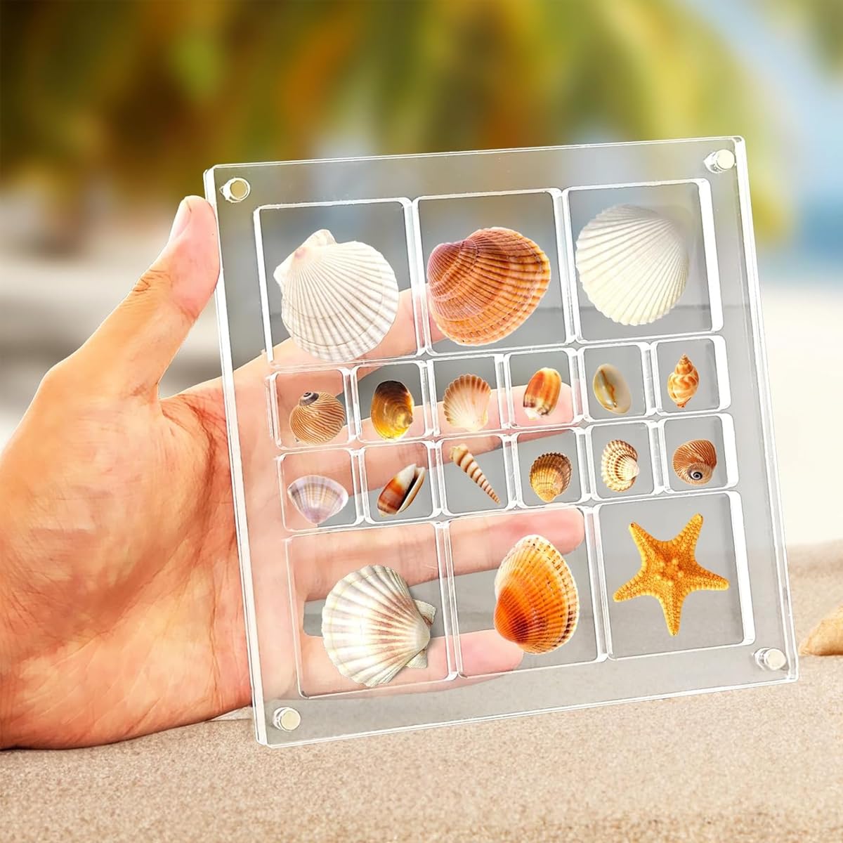 HASTHIP Acrylic Seashell Display Box for Shell Collection featuring 18 Grids 5.6x5.6in | Magnetic Closure Transparent Organizer