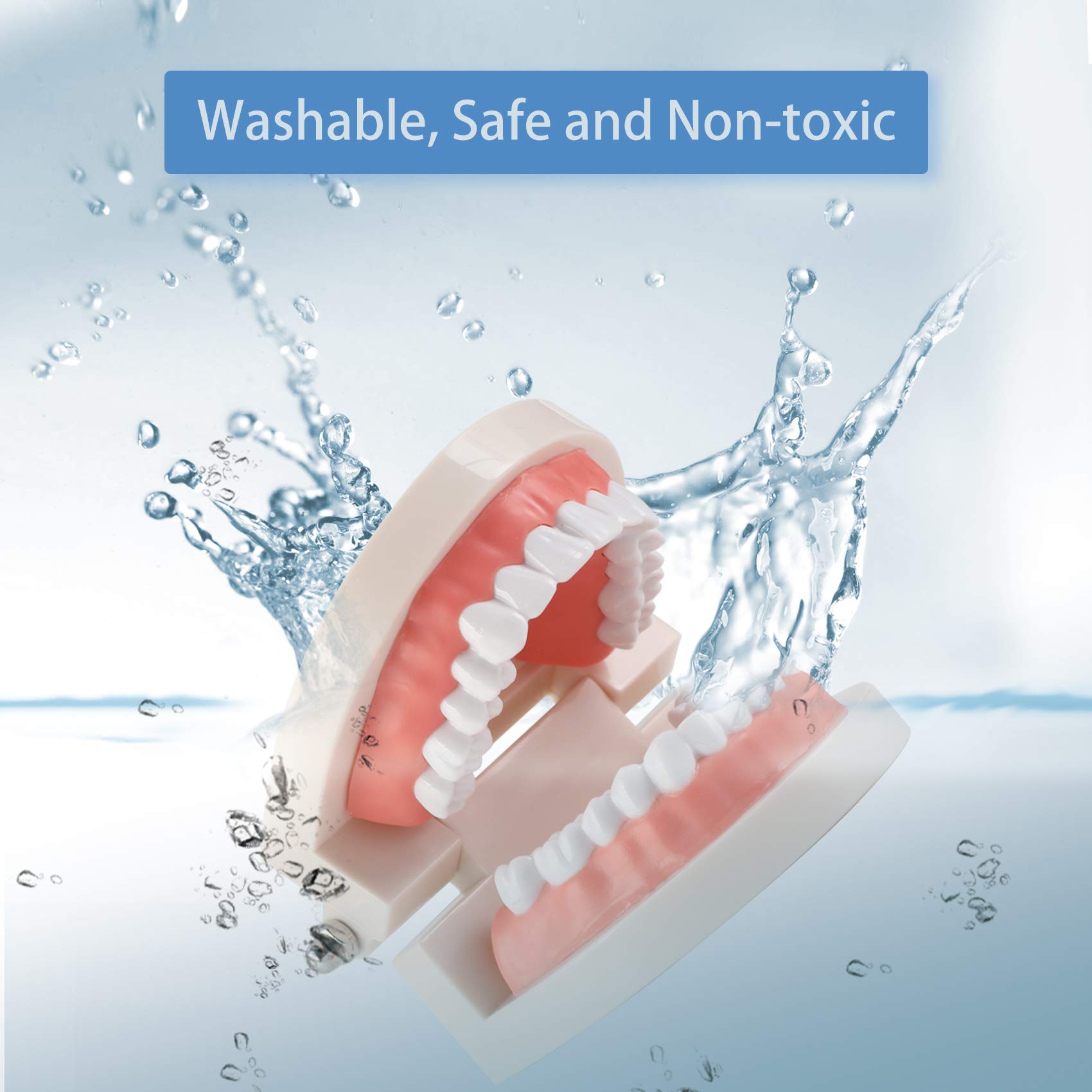 ZIBUYU Dental Teeth Model for Kids Teaching and Dentist Study with 1:1 Scale and 180° Movable Jaws