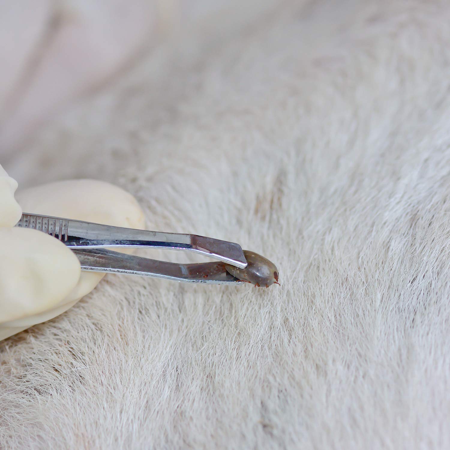 Qpets Dog Tick Flea Remover Kit with 14 Pieces Including Hooks Tweezers Comb and Case