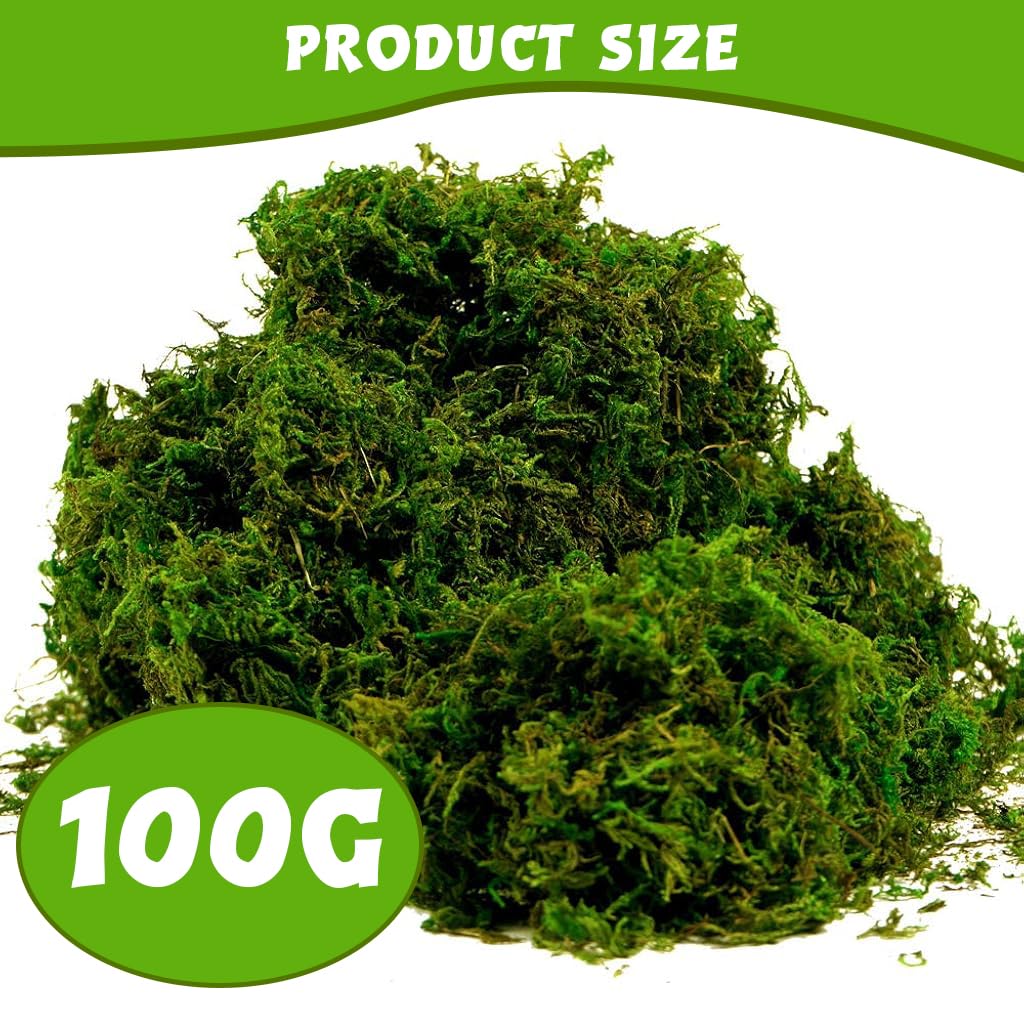 HASTHIP Artificial Moss for Crafts and Table Centerpieces featuring 100 g Cotton Green Decor | Low Maintenance Faux Moss for Potted Plants