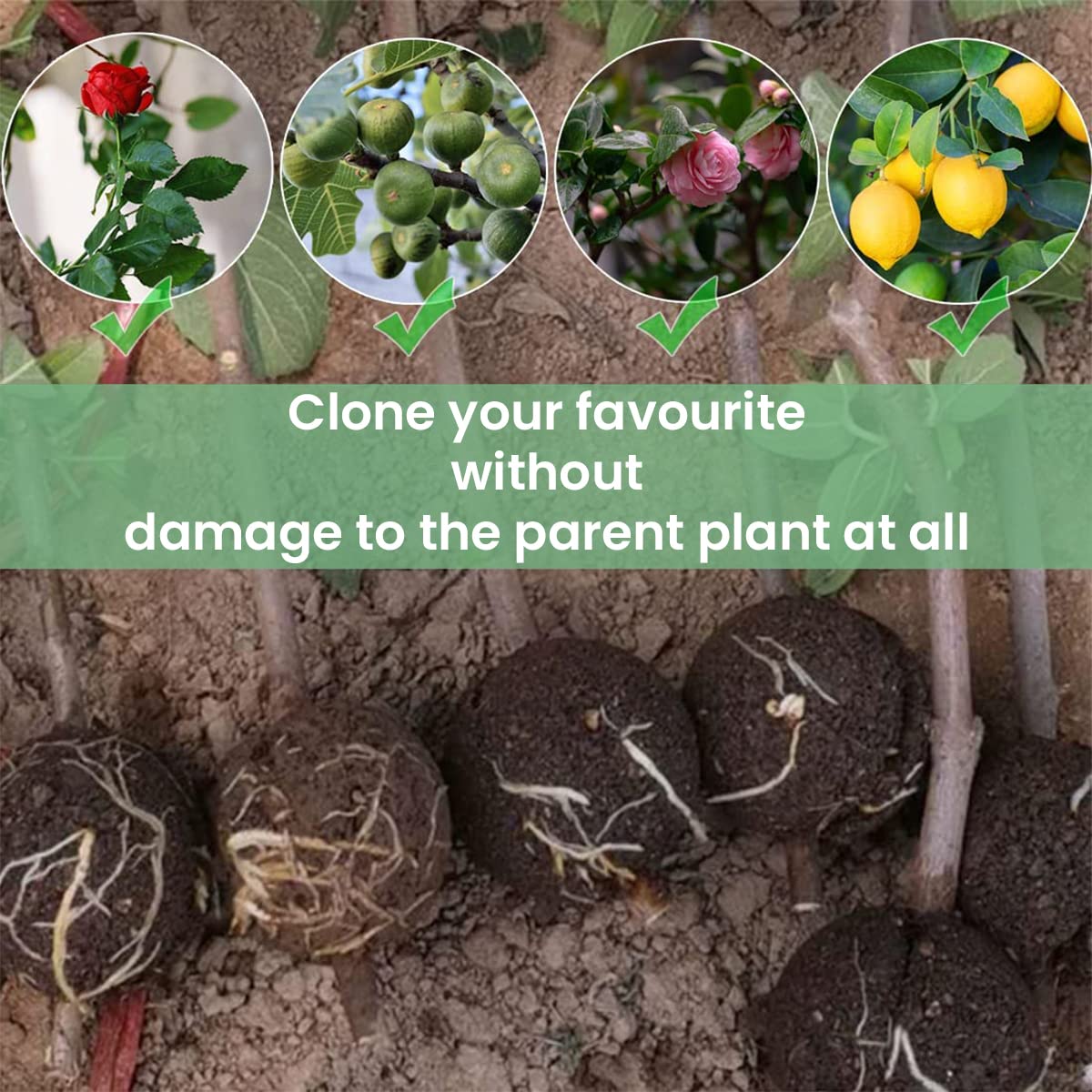 HASTHIP Plant Rooting Ball Set for Air Layering with Secure Locks 4pcs 8cm PP Plastic | Transparent Reusable Propagation Pods for Indoor and Outdoor Plants