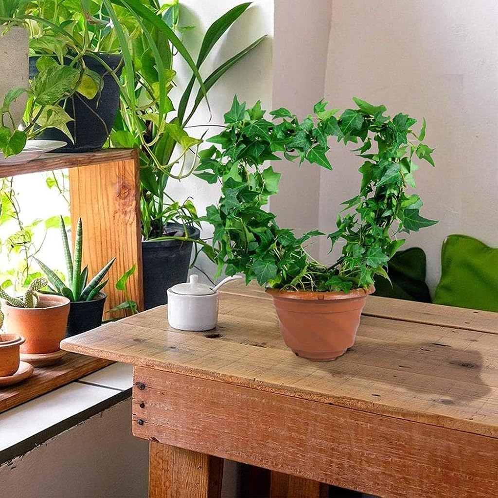 ZIBUYU® Climbing Plants