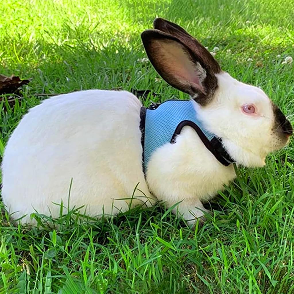 Qpets® Rabbit Harness with Leash Breathable Mesh Harness for Rabbit 3.5lbs-6lbs Adjustable Small Pets Harness for Rabbit, Guinea Pigs, Chinchillas (XL, Blue)