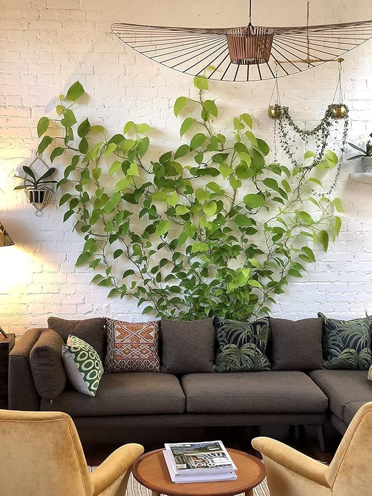 HASTHIP® Acrylonitrile Butadiene Styrene Wall Fixture Clips for Plant Climbing 150PCS Vine Self-Adhesive Hook Vines Clip for Home White