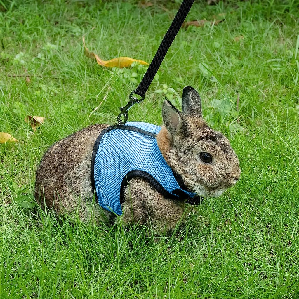 Qpets® Rabbit Harness with Leash Breathable Mesh Harness for Rabbit 3.5lbs-6lbs Adjustable Small Pets Harness for Rabbit, Guinea Pigs, Chinchillas (XL, Blue)