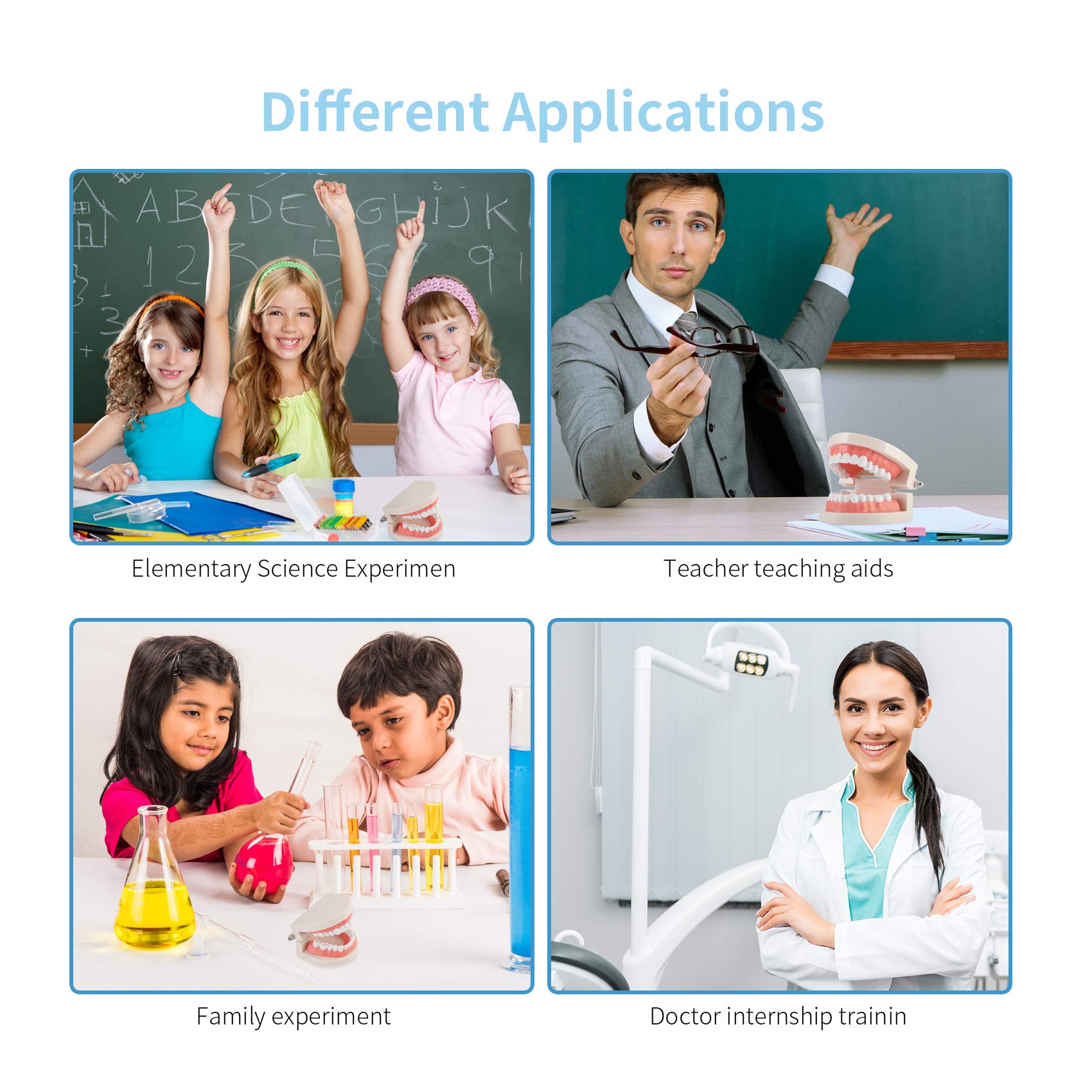 ZIBUYU Dental Teeth Model for Teaching Kids Brushing with 1:1 Scale and 180° Jaw | 2PCS
