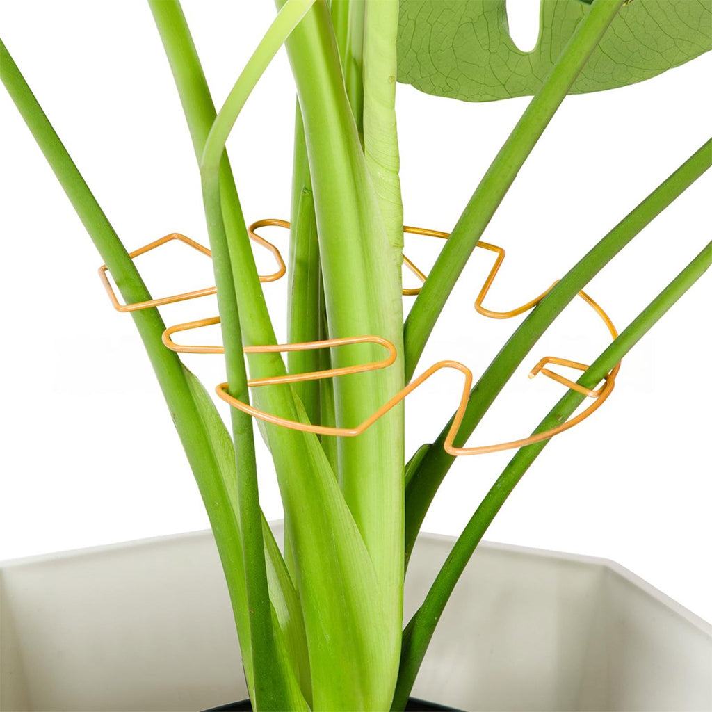 HASTHIP Green Plant Stem Support Flower Stem Upright Support Plant Stem Support Holder Golden Metal Open Leaf-shaped Stem Support for Dahlias, Rose, Orchids