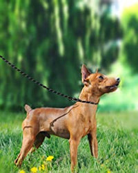 Qpets Durable Light Reflecting Dog Leash Single Handle 5.5ft Dog Training Leash Adjustable Dog Leash Anti-Strain Leash Braided Rope for Dogs Walk Tranning